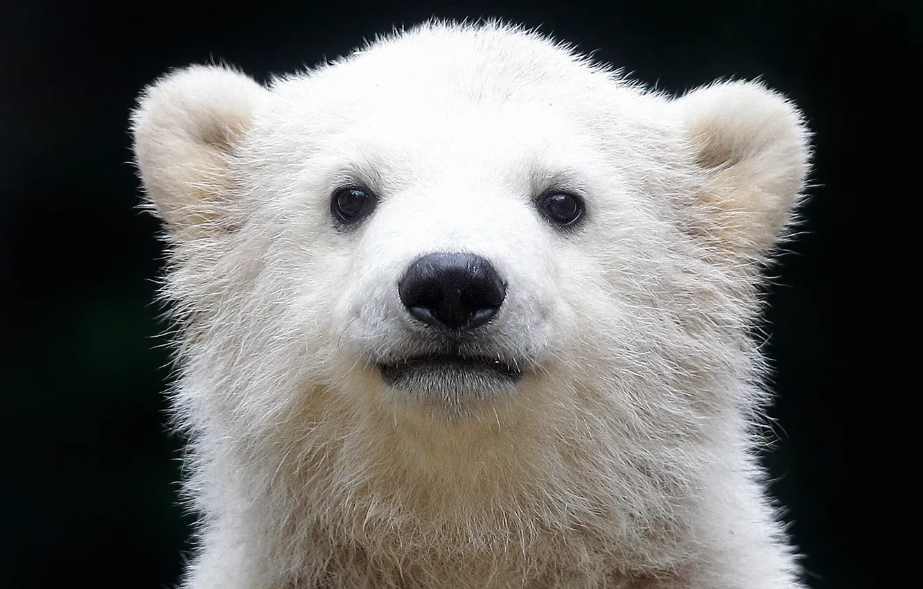Фото обои белый медведь, полярный медведь, Ursus maritimus, ошкуй, морской медведь, северный медведь