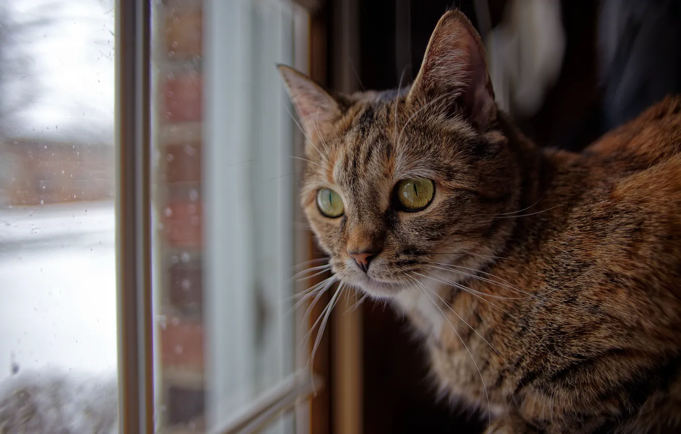 Фото обои кошка, кот, взгляд, окно, мордочка, котейка
