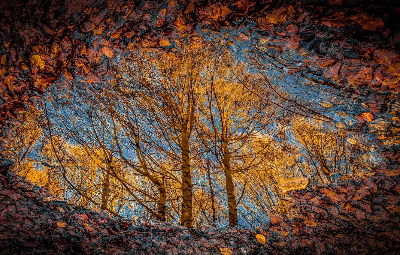 Фото обои осень, листья, природа, лужа