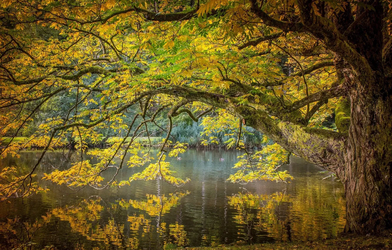 Фото обои осень, озеро, дерево