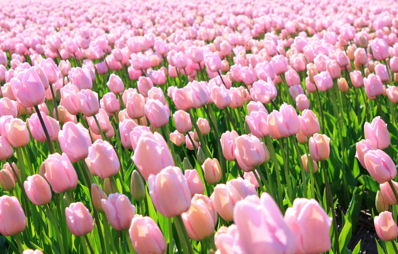 Фото обои Pink, Holland, Tulips, Pink Tulips