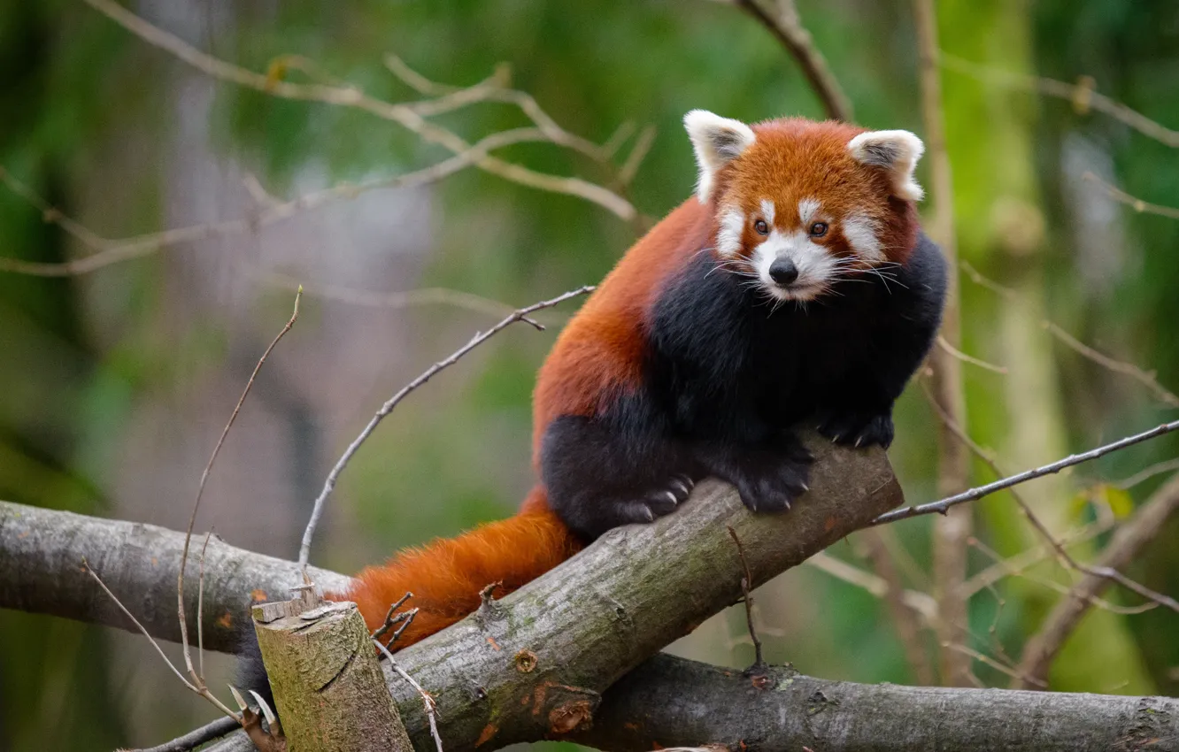 Фото обои ветки, природа, поза, дерево, красная панда, бревно, мордашка, сидит