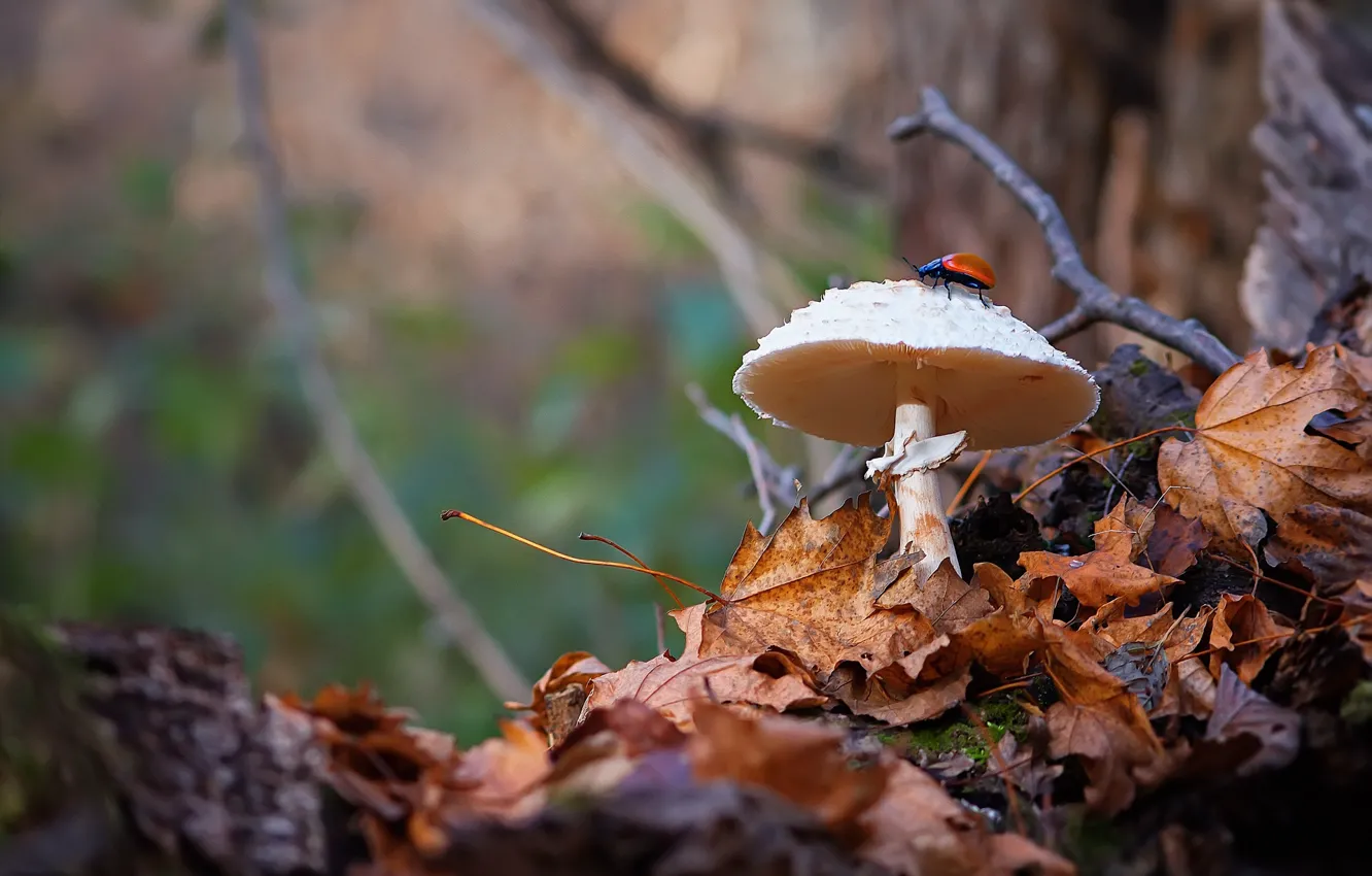 Фото обои осень, ветки, природа, листва, гриб, жук