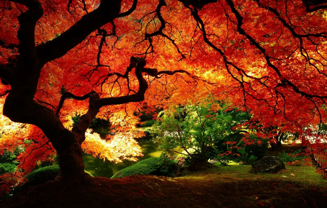 Фото обои осень, природа, желтые листья, сад, красно