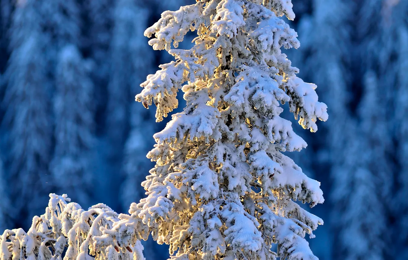 Фото обои зима, снег, ель, Real winter