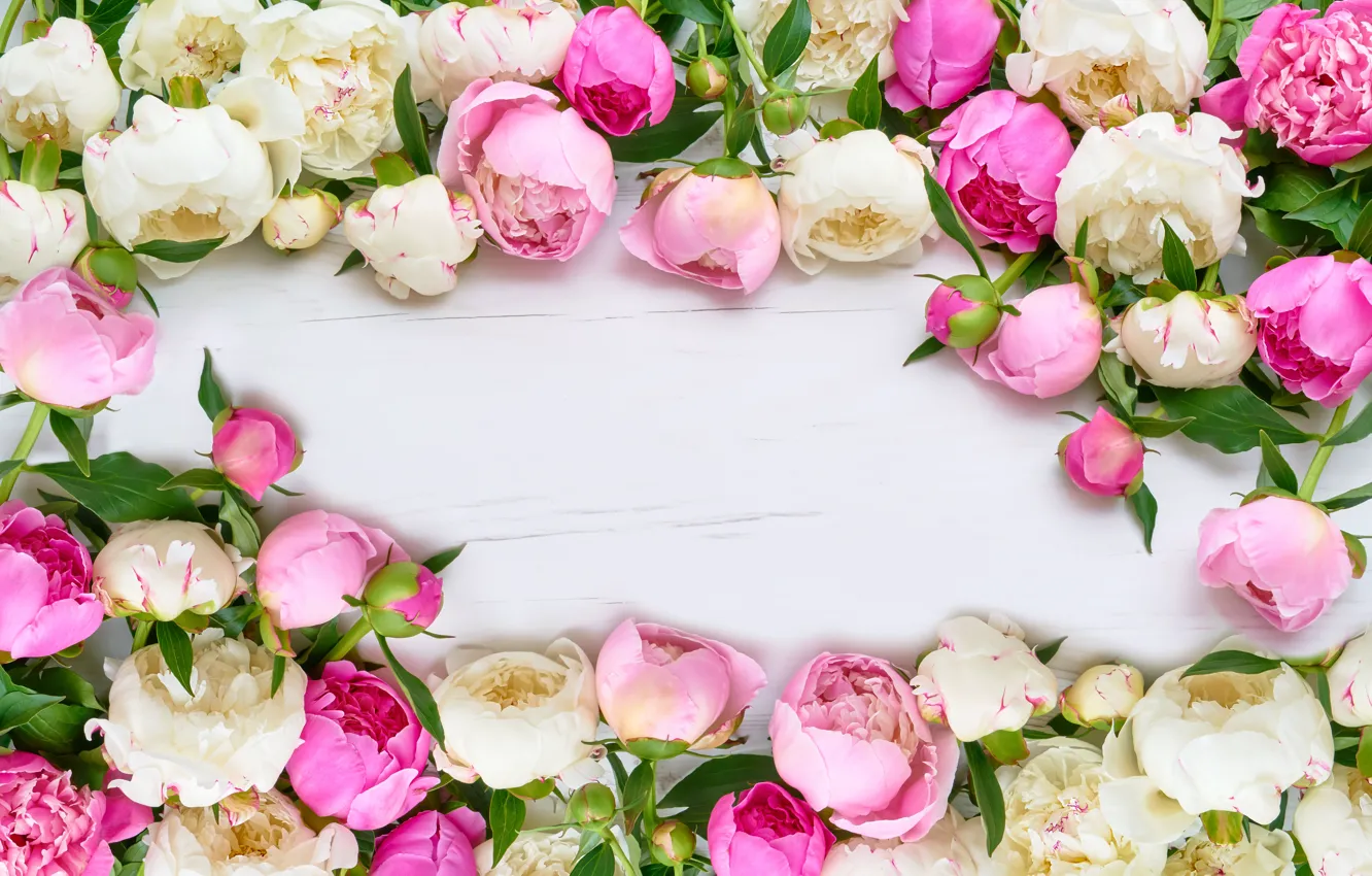 Фото обои цветы, розовые, белые, пионы