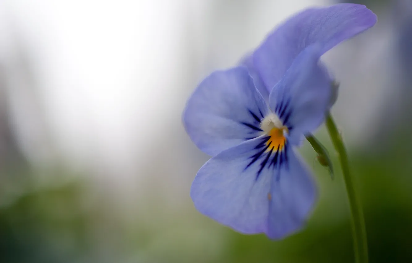 Фото обои цветок, макро, сиреневый, голубой, лепестки, фиалка, Анютины глазки
