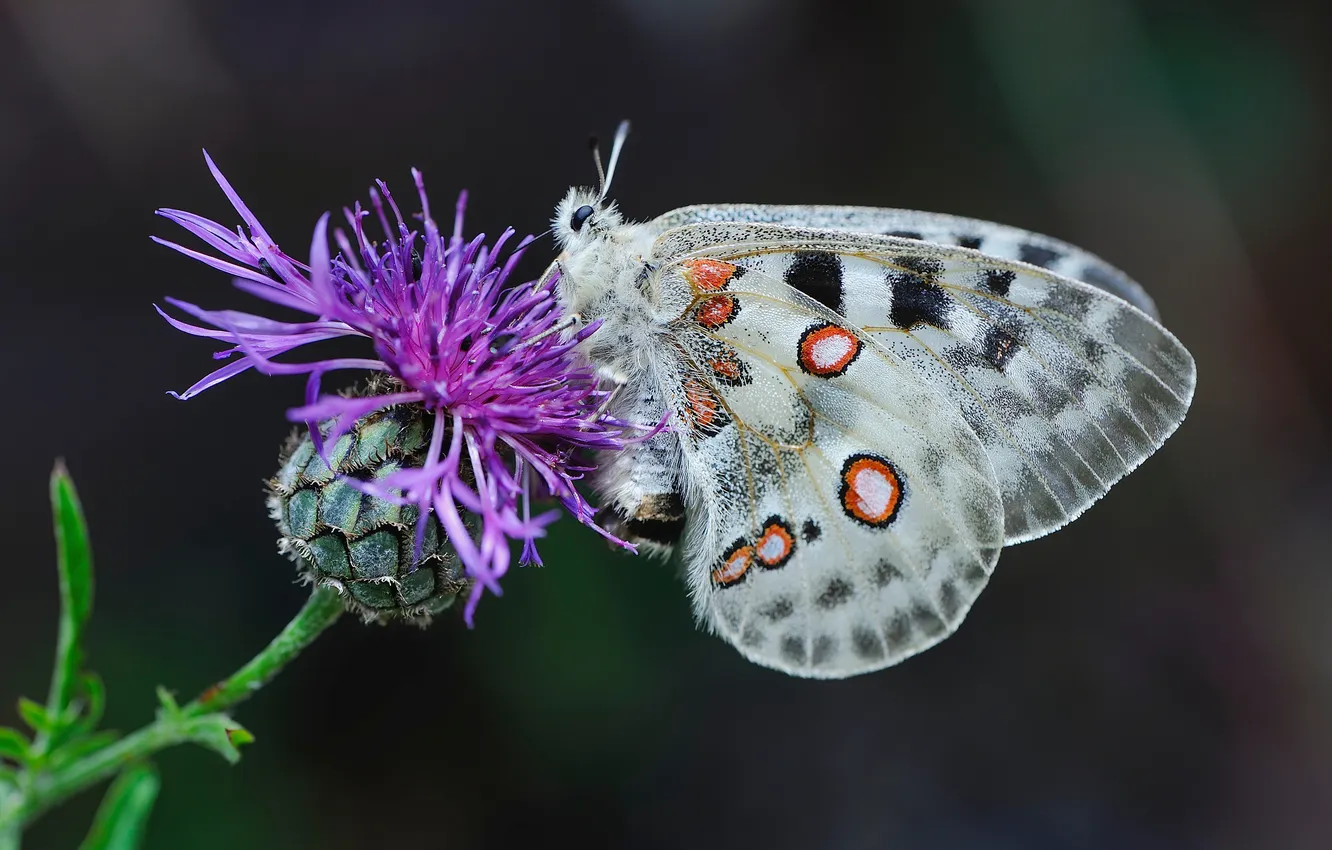 Фото обои Бабочки, Насекомые, Крупным планом, apollo butterfly