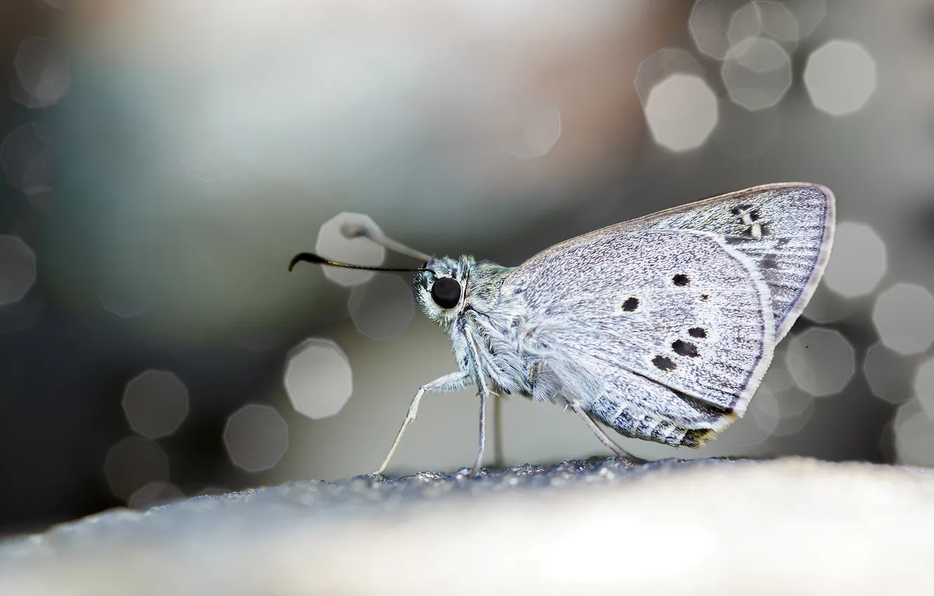 Фото обои макро, поверхность, бабочка, крылья, фокус, профиль, боке