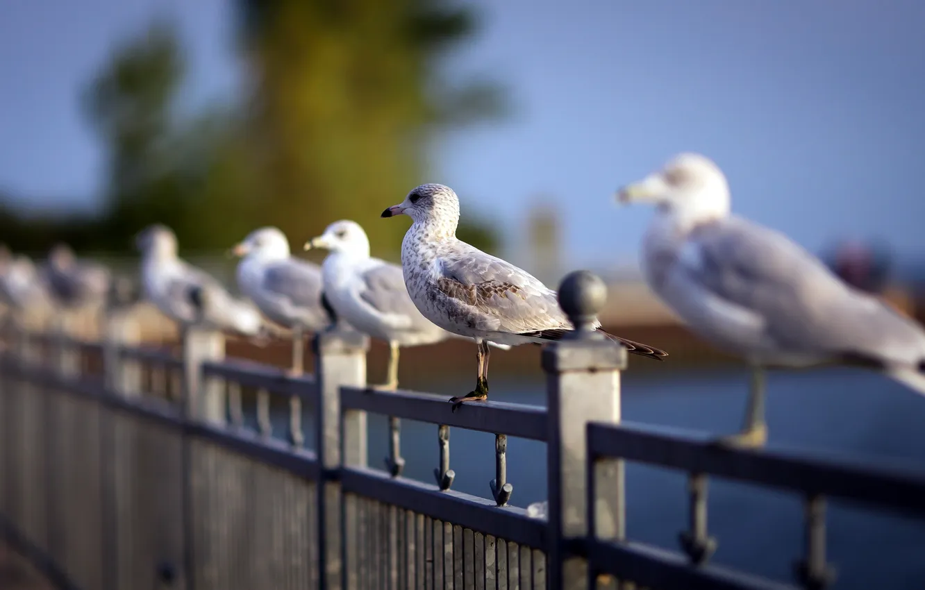 Фото обои beach, depth of field, Flock of Seagulls