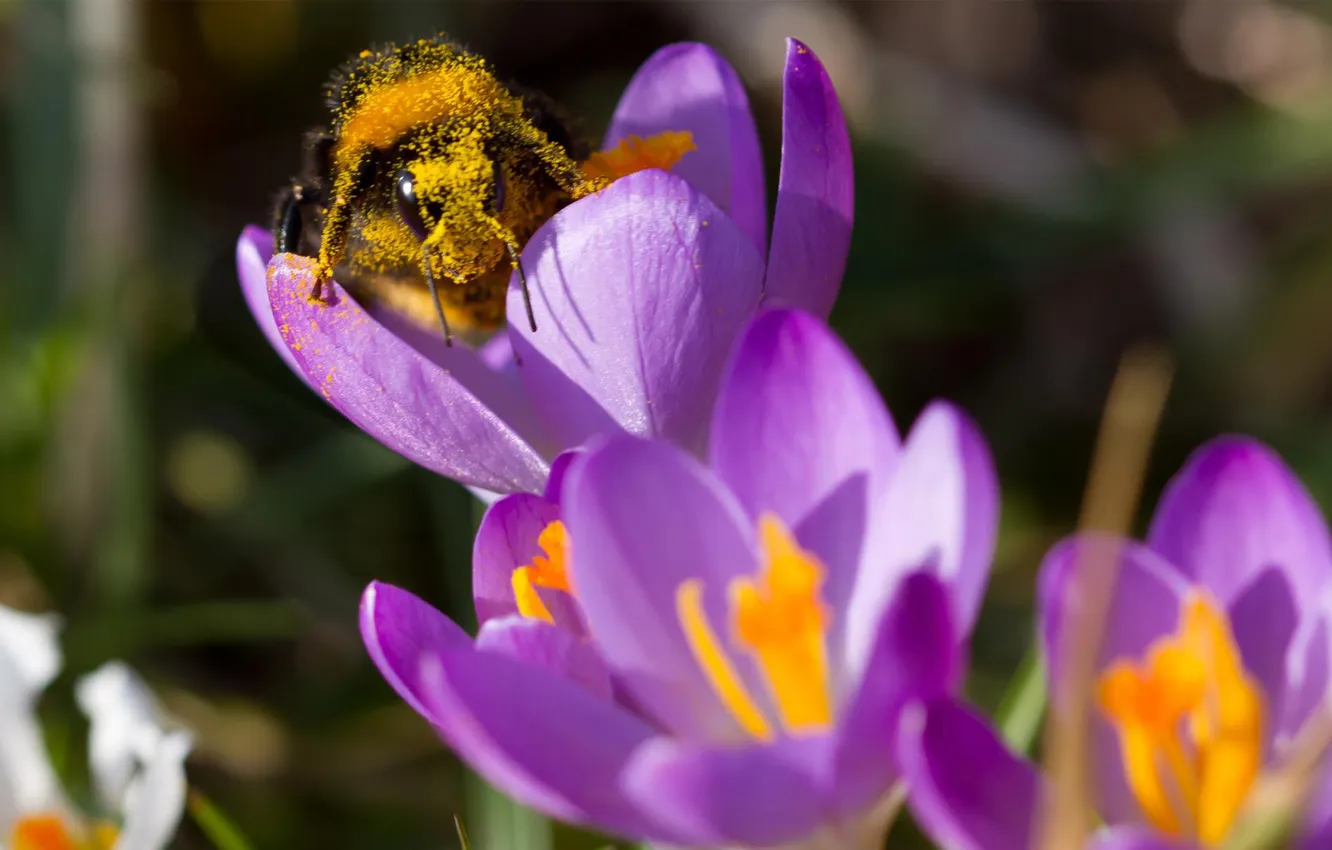 Фото обои цветы, пчела, пыльца