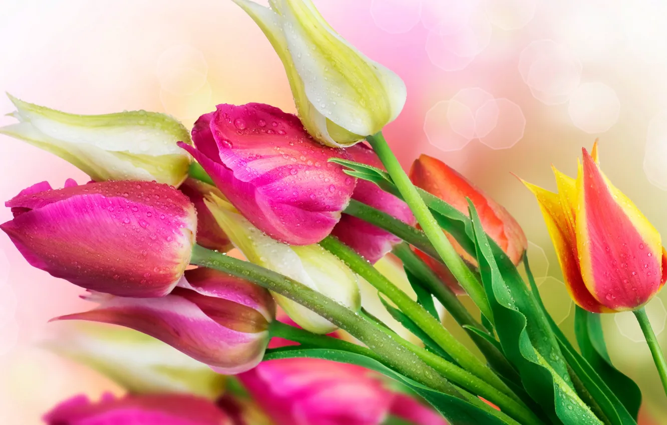 Фото обои капли, цветы, тюльпаны, ярко