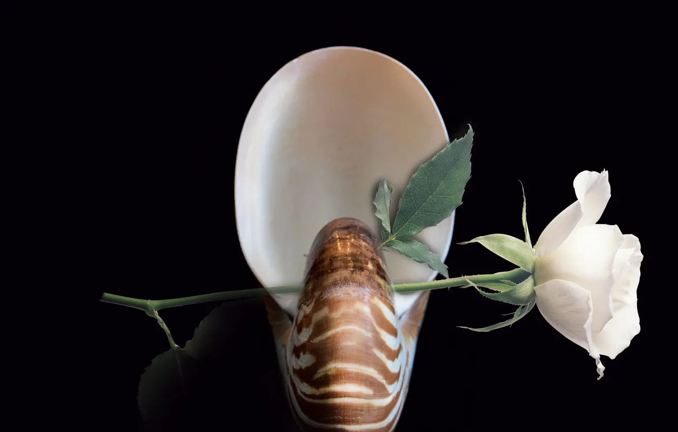 Фото обои flower, decoration, shell, nautilus, still life closeup