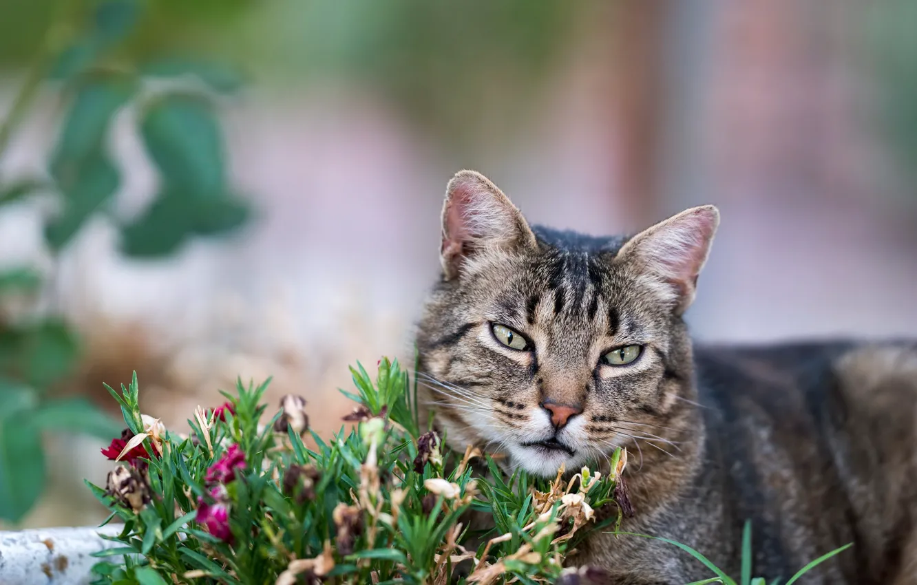 Фото обои зелень, кошка, лето, трава, кот, взгляд, морда, цветы