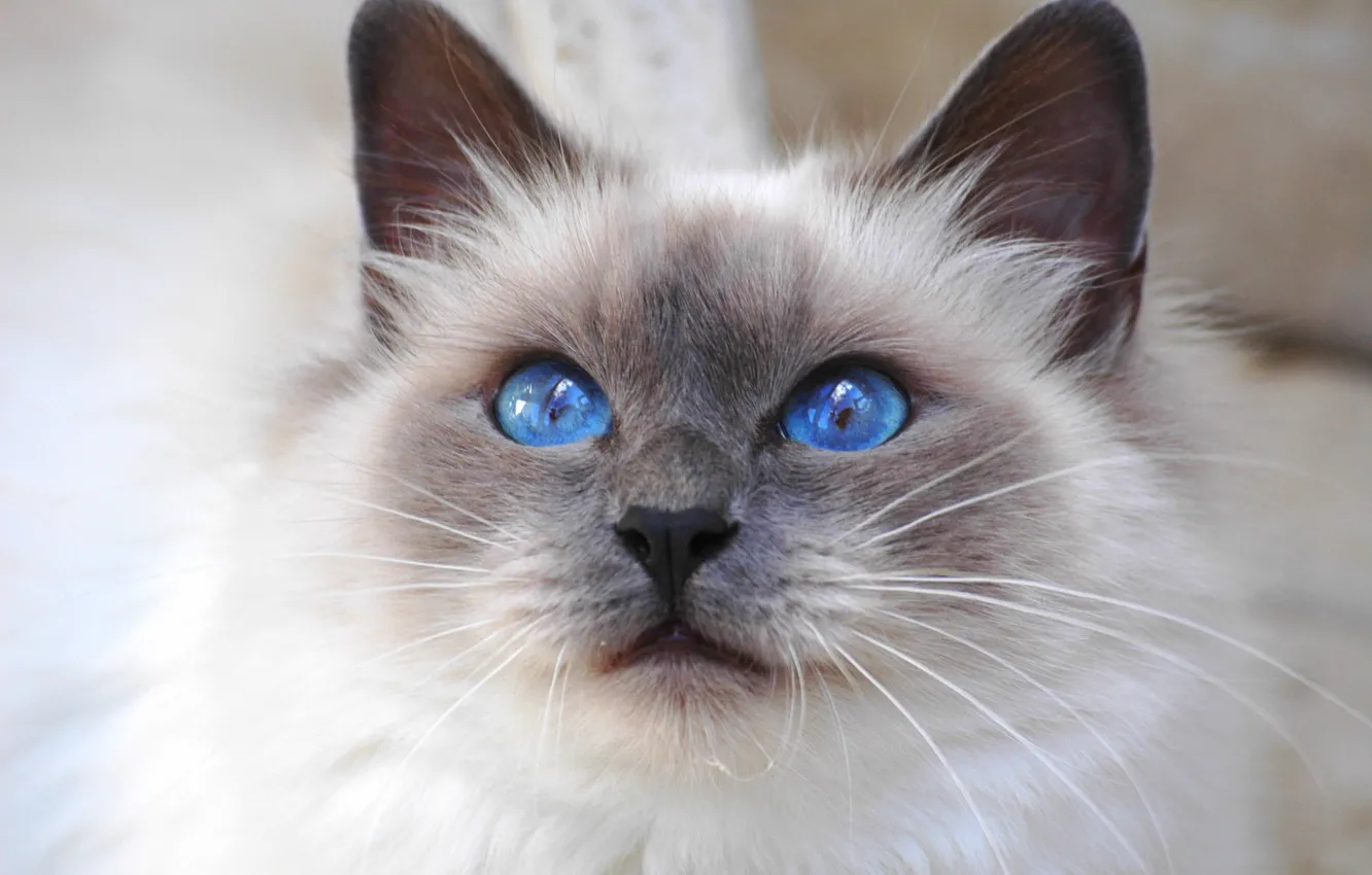 Фото обои кошка, взгляд, Кот, cat, blue eyes, порода, Священная Бирма, бирманская