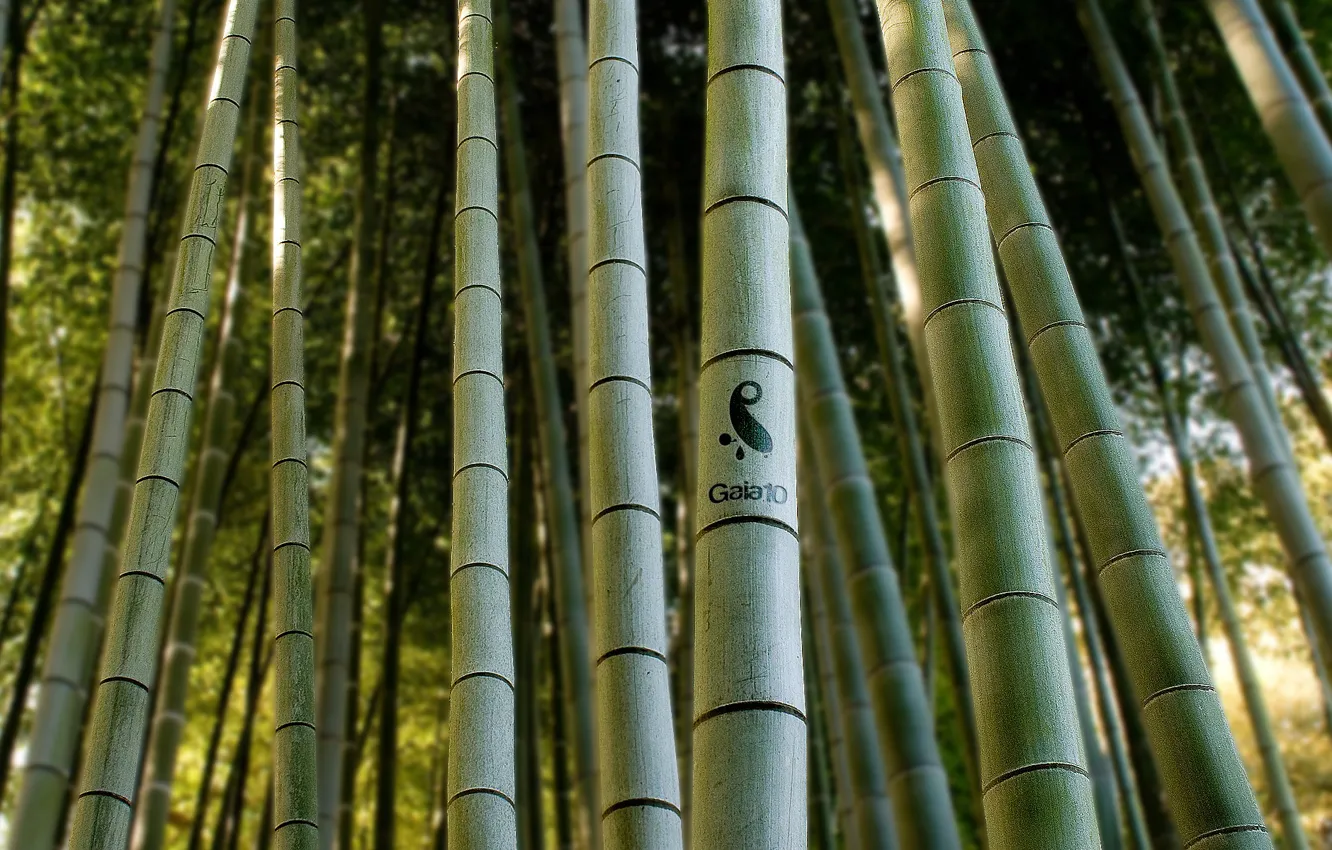 Фото обои дерево, Макро, зеленый бамбук