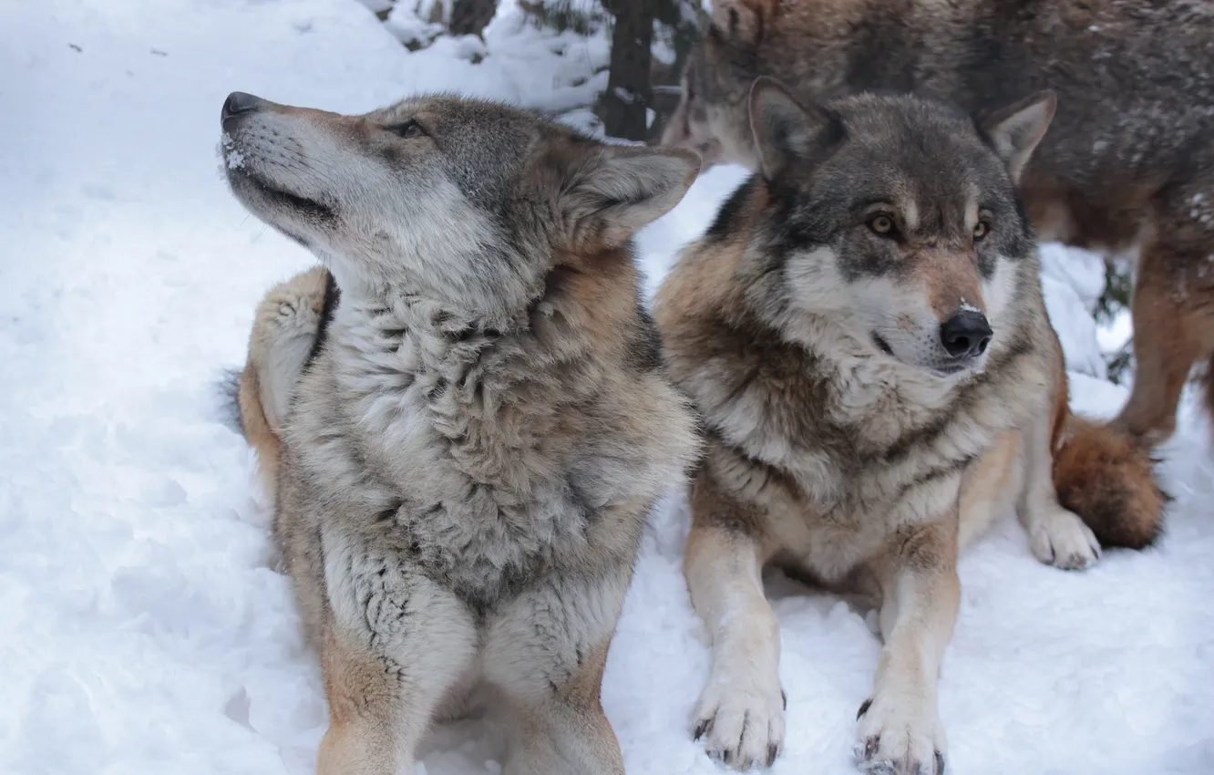 Фото обои nature, snow, predator, face, animal, wolf, wolves, wildlife