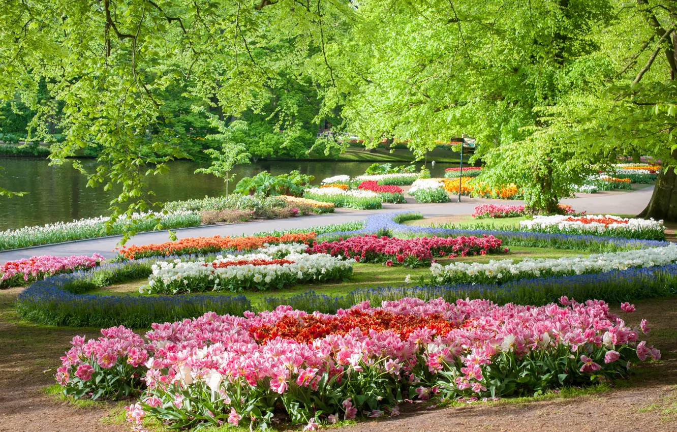 Фото обои деревья, цветы, пруд, парк, Нидерланды, Keukenhof Gardens