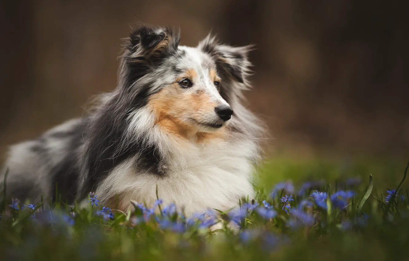 Фото обои поле, лето, цветы, собака, луг, щенок, колли, обои от lolita777