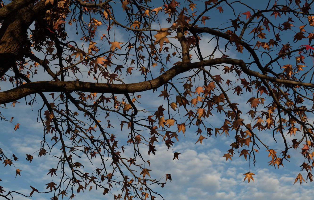 Фото обои осень, небо, листья, облака, ветки, дерево