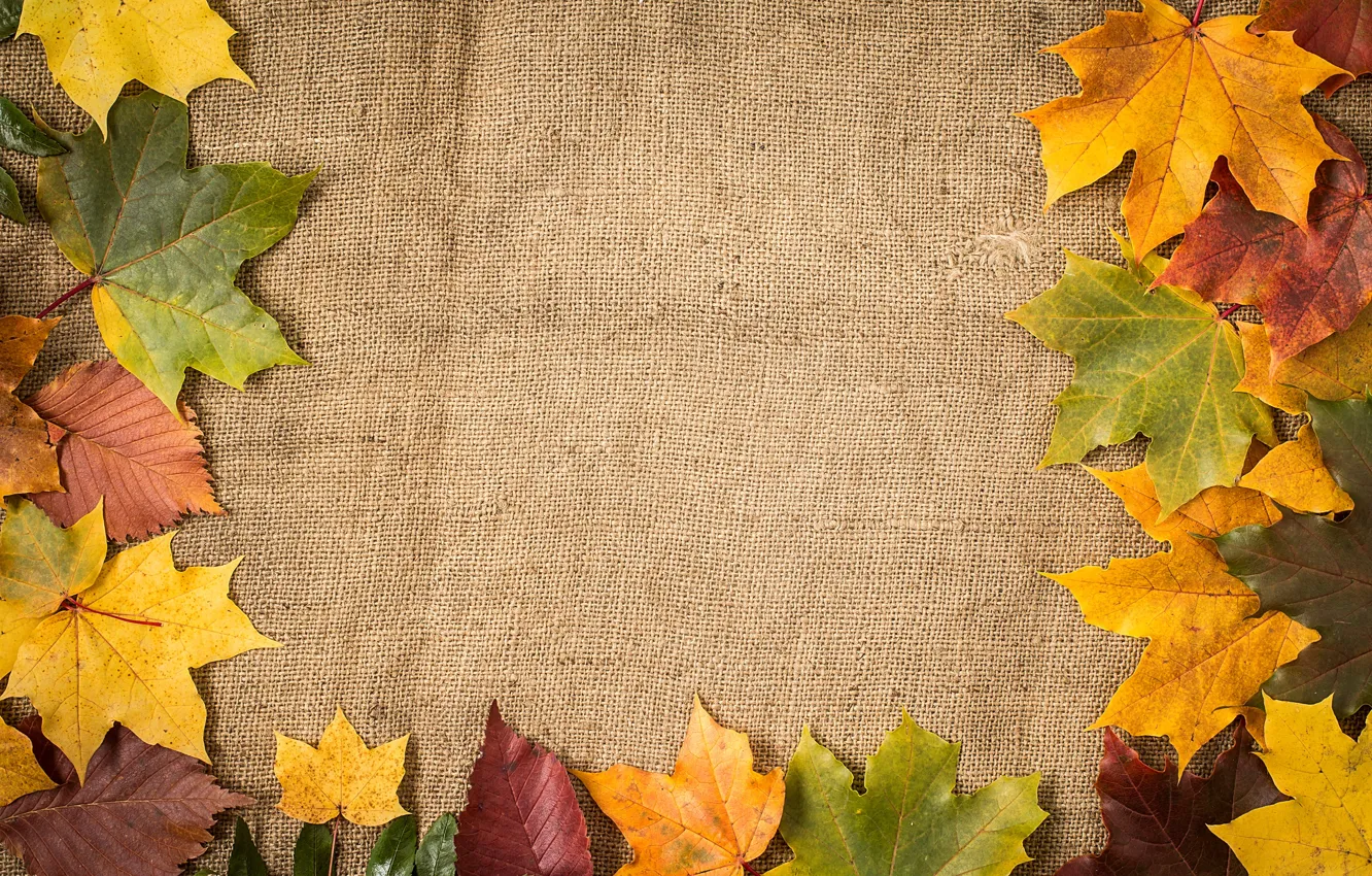 Фото обои осень, листья, фон, colorful, клен, wood, autumn, leaves