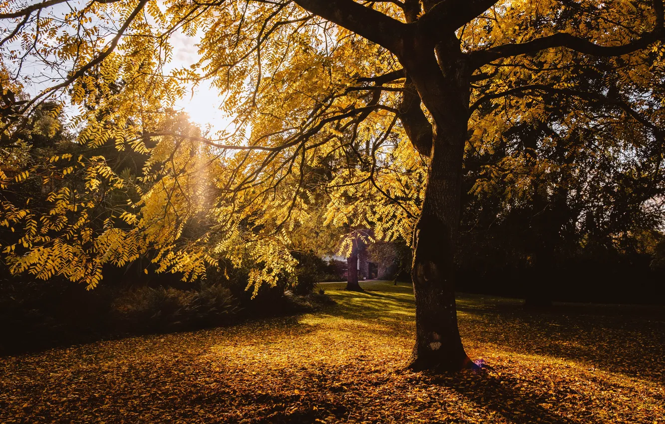 Фото обои осень, свет, ветки, парк, дерево, листва, золотая осень, раскидистое