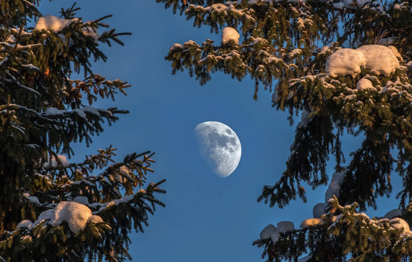 Фото обои небо, луна, ели, Швеция