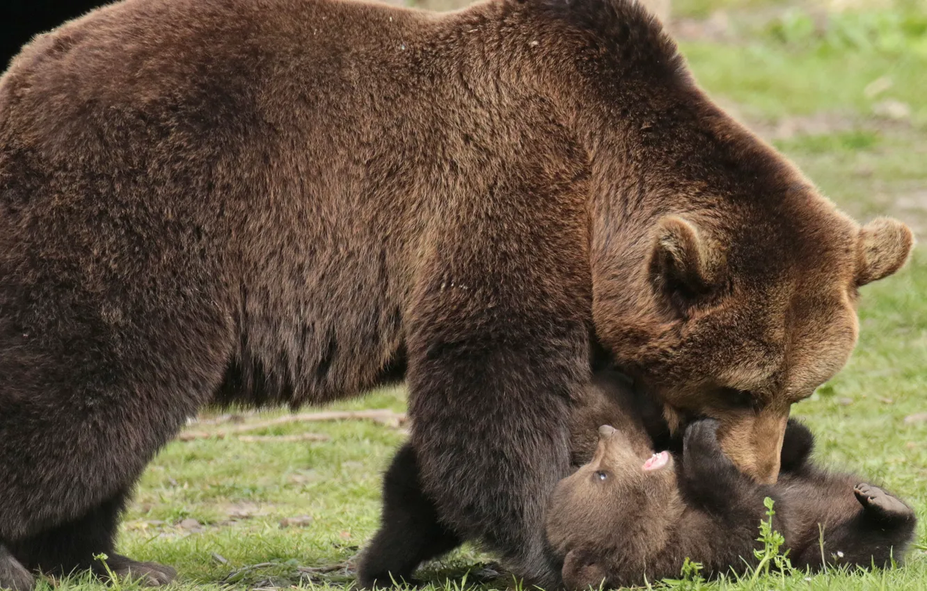 Фото обои животные, природа, хищники, медведи, медвежонок, детёныш, медведица