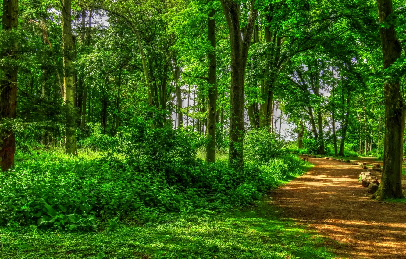 Фото обои лето, солнце, деревья, парк, Англия, hdr, дорожка, аллея