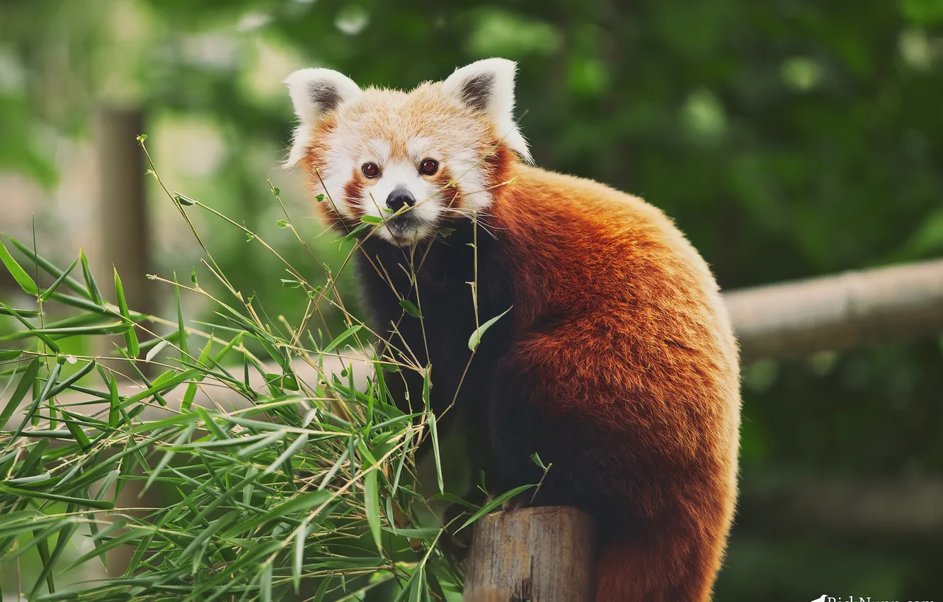 Фото обои ветки, листва, бамбук, красная панда, Firefox