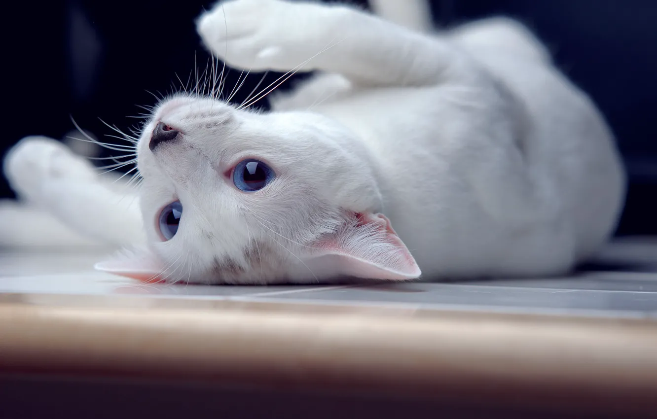 Фото обои кошка, лежит, голубые глаза, by ONE-Photographie