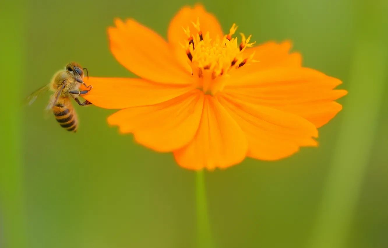 Фото обои зелень, цветок, пчела
