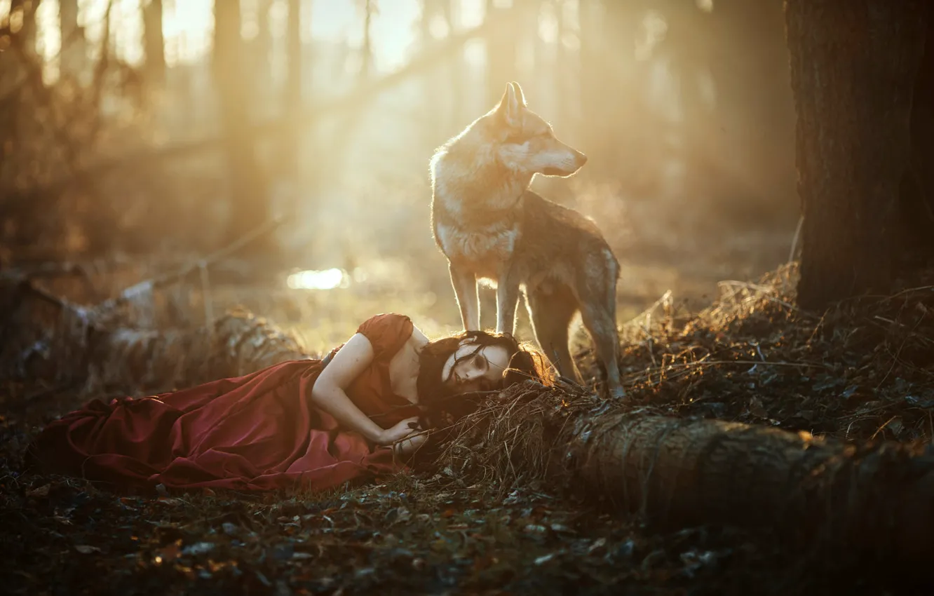 Фото обои лес, девушка, свет, волк, собака, лежит, красное платье