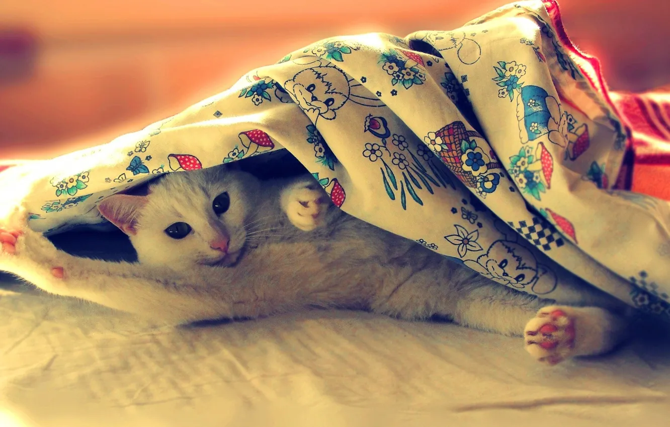 Фото обои animals, kitten, sweet, cats