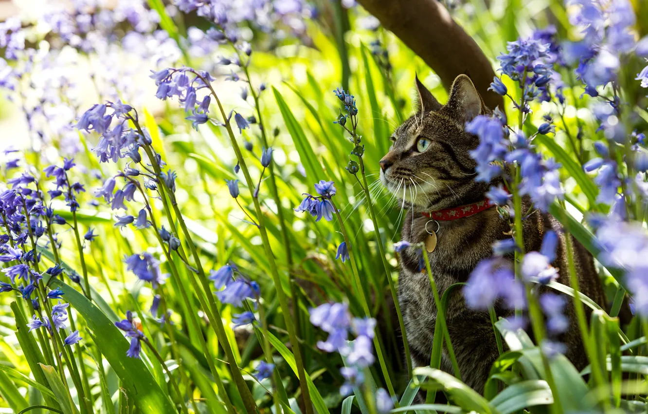 Фото обои кошка, цветы, природа, колокольчики
