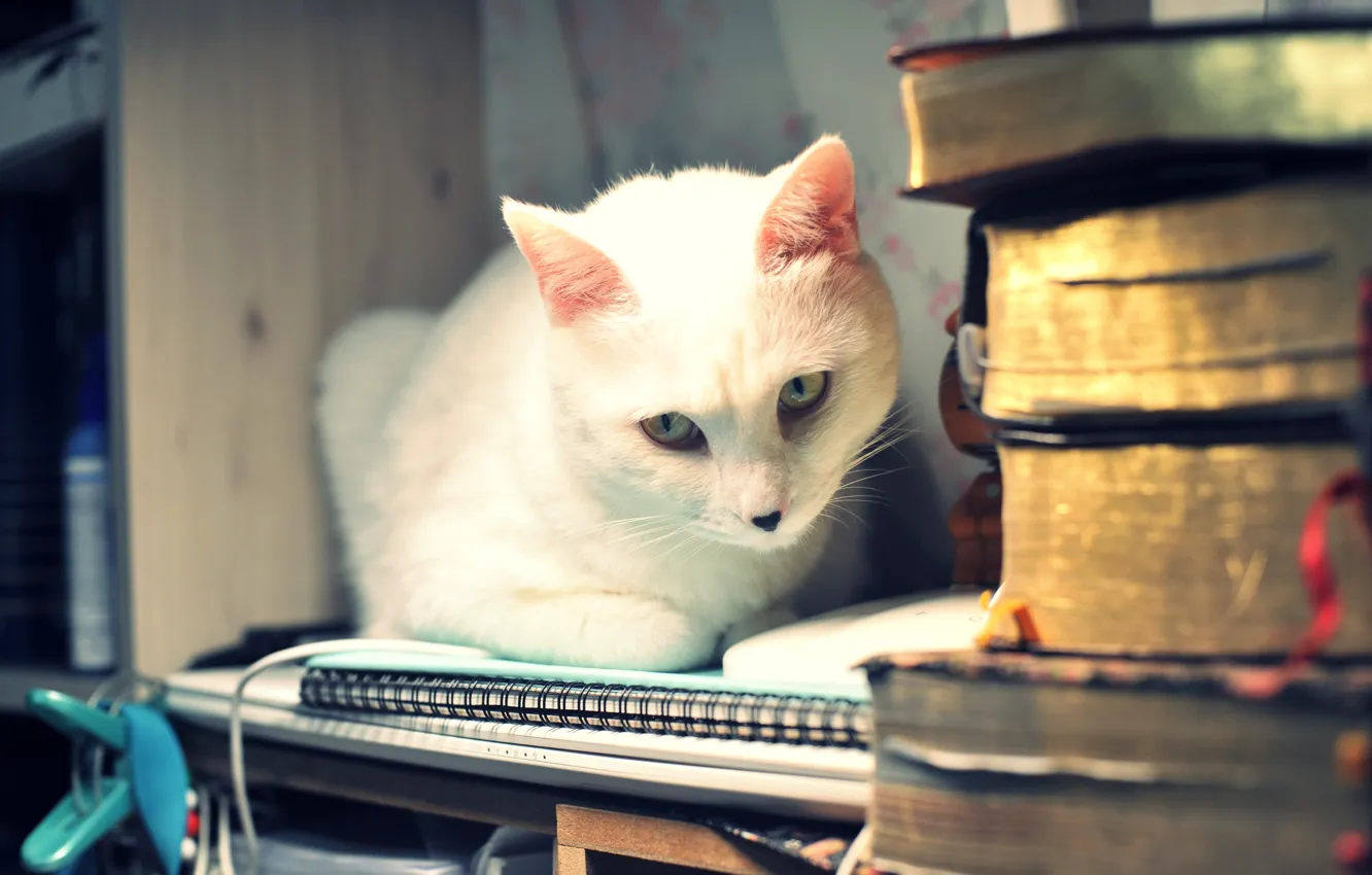 Фото обои кошка, белый, кот, взгляд, морда, свет, дом, стол