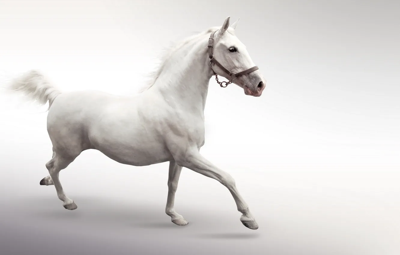 Фото обои конь, лошадь, белая, бежит, скачет