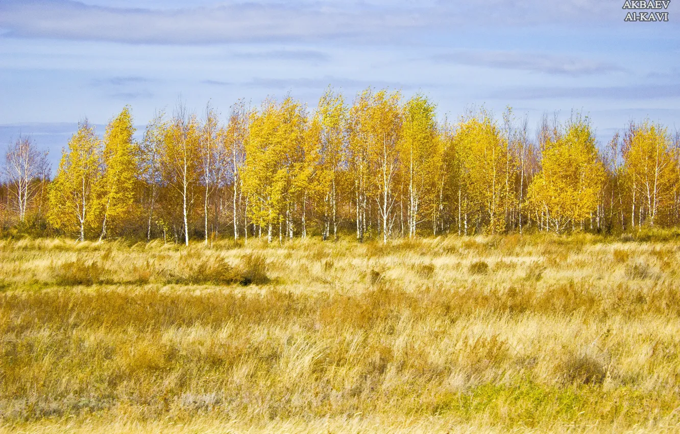 Фото обои осень, желтые листья, autumn, leaves