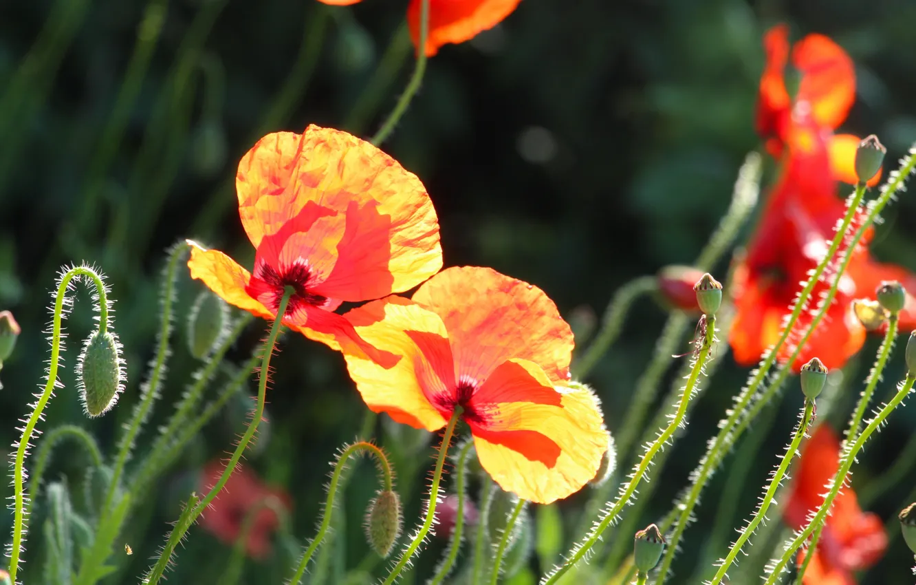 Фото обои red, field, sun, poppy