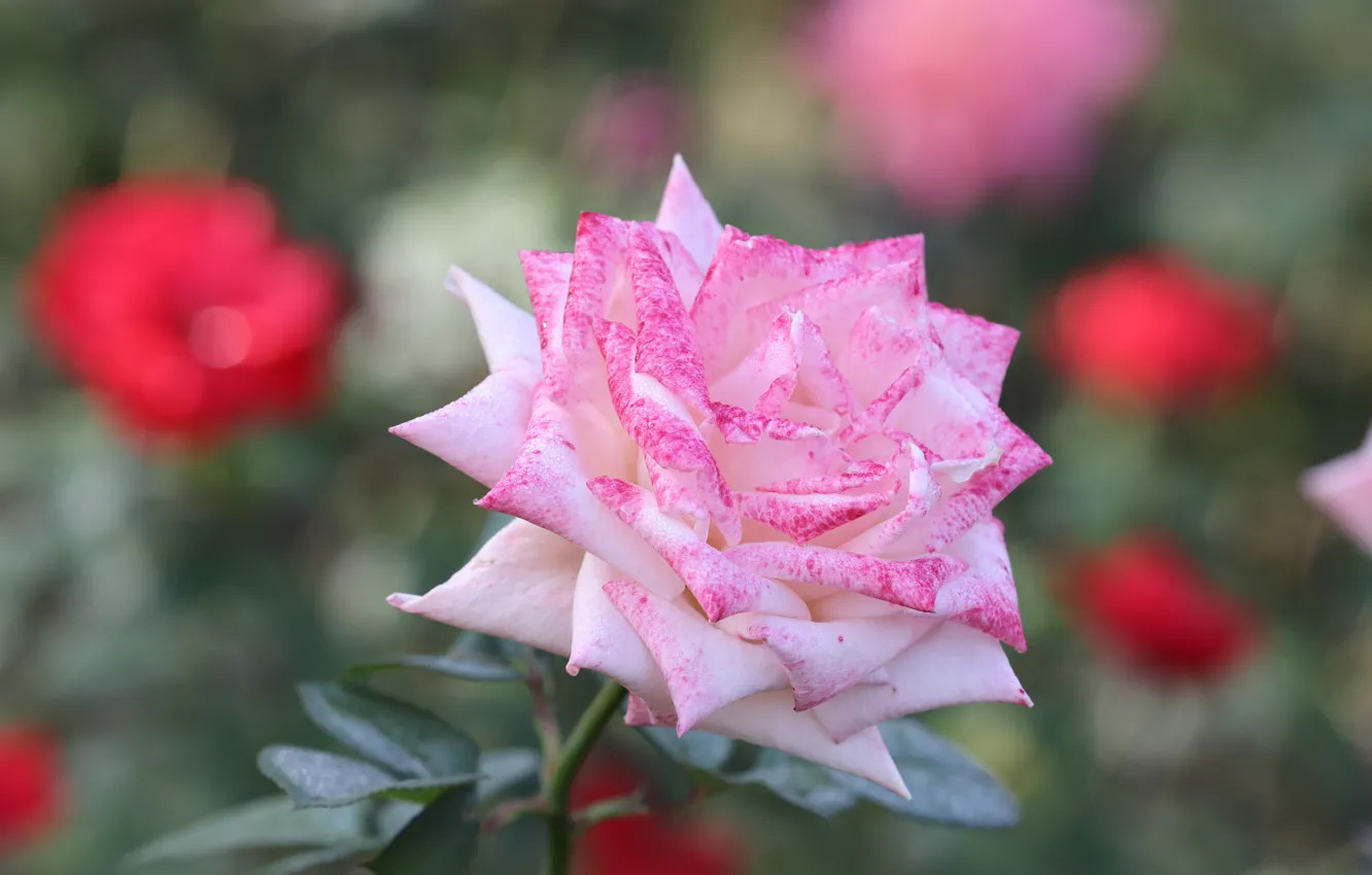 Фото обои розовая, роза, сад, боке, нежная