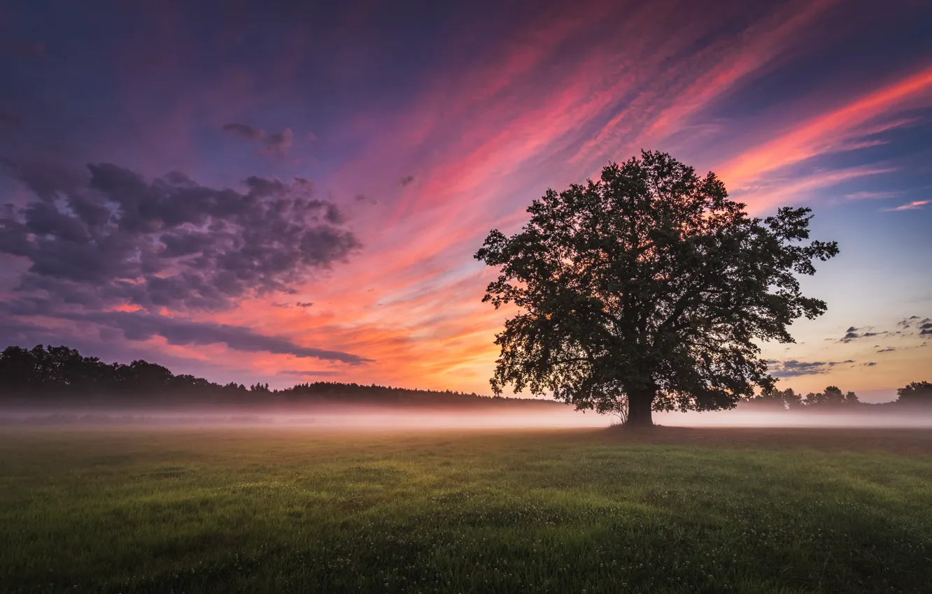 Фото обои поле, пейзаж, природа, туман, дерево, рассвет, утро, луг