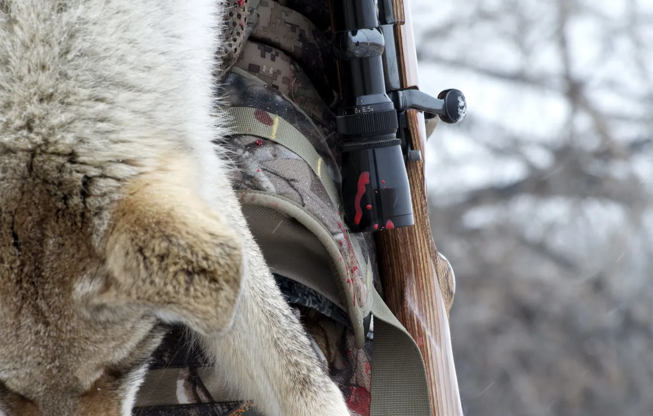 Фото обои gun, blood, fox, hunting