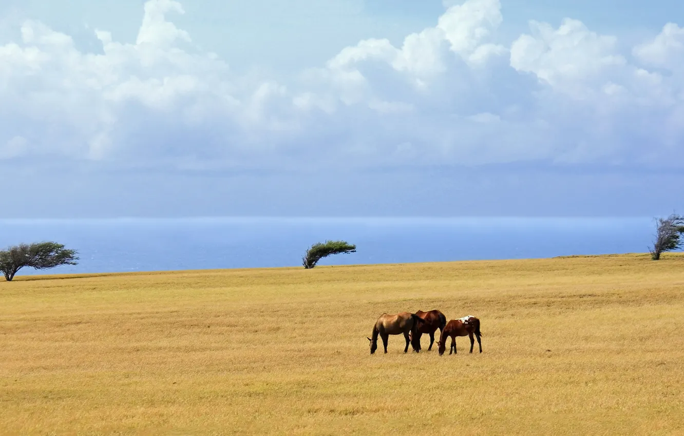 Фото обои море, поле, облака, деревья, лошади
