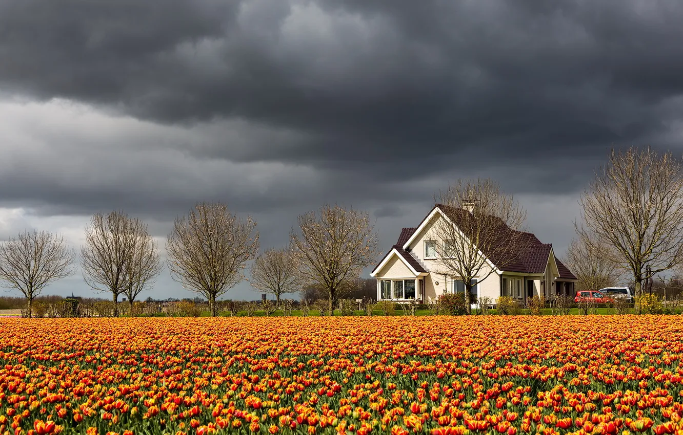 Фото обои небо, пейзаж, дом, тюльпаны