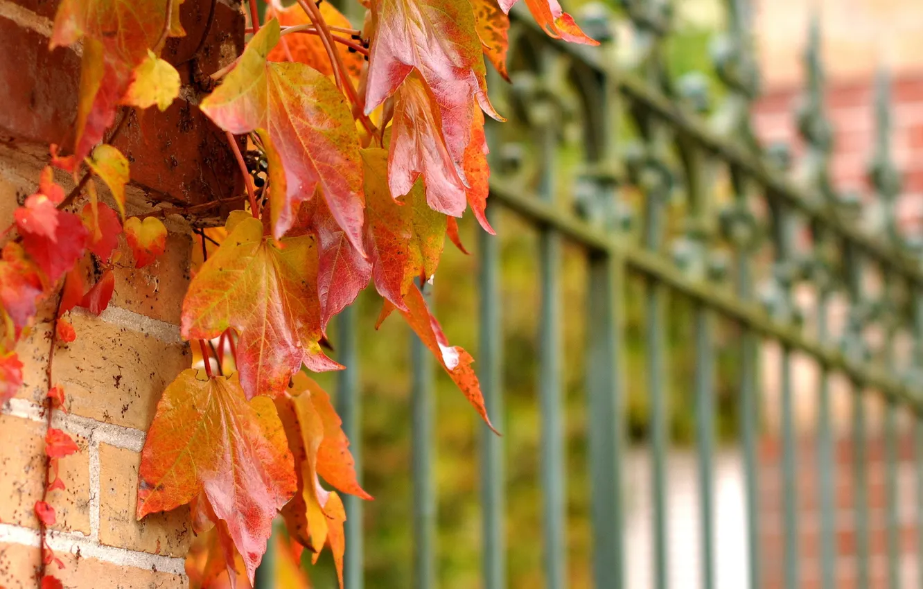 Фото обои листья, забор, ограда, красные, осенние, плетущееся, рстение