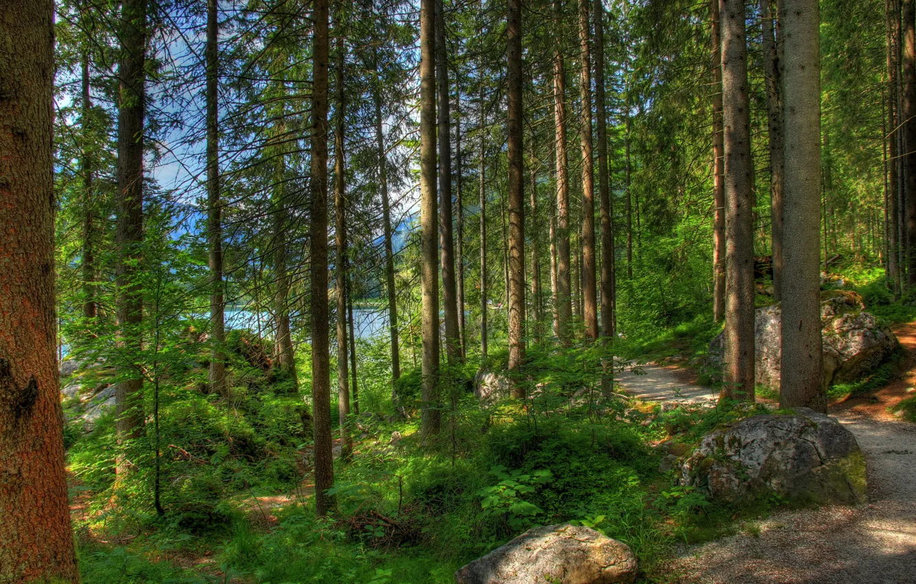 Фото обои лес, лето, природа