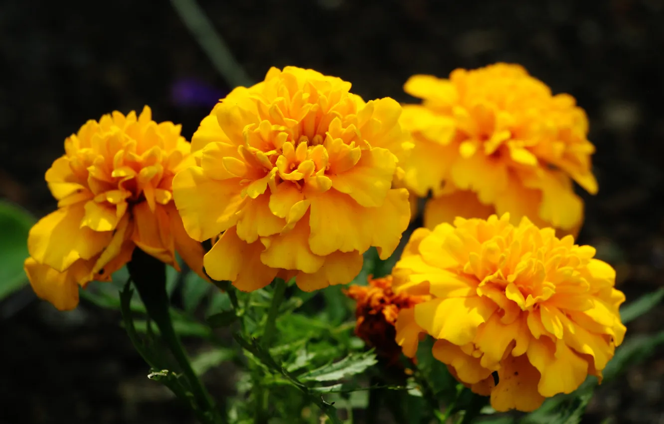 Фото обои orange, blooming, marigold