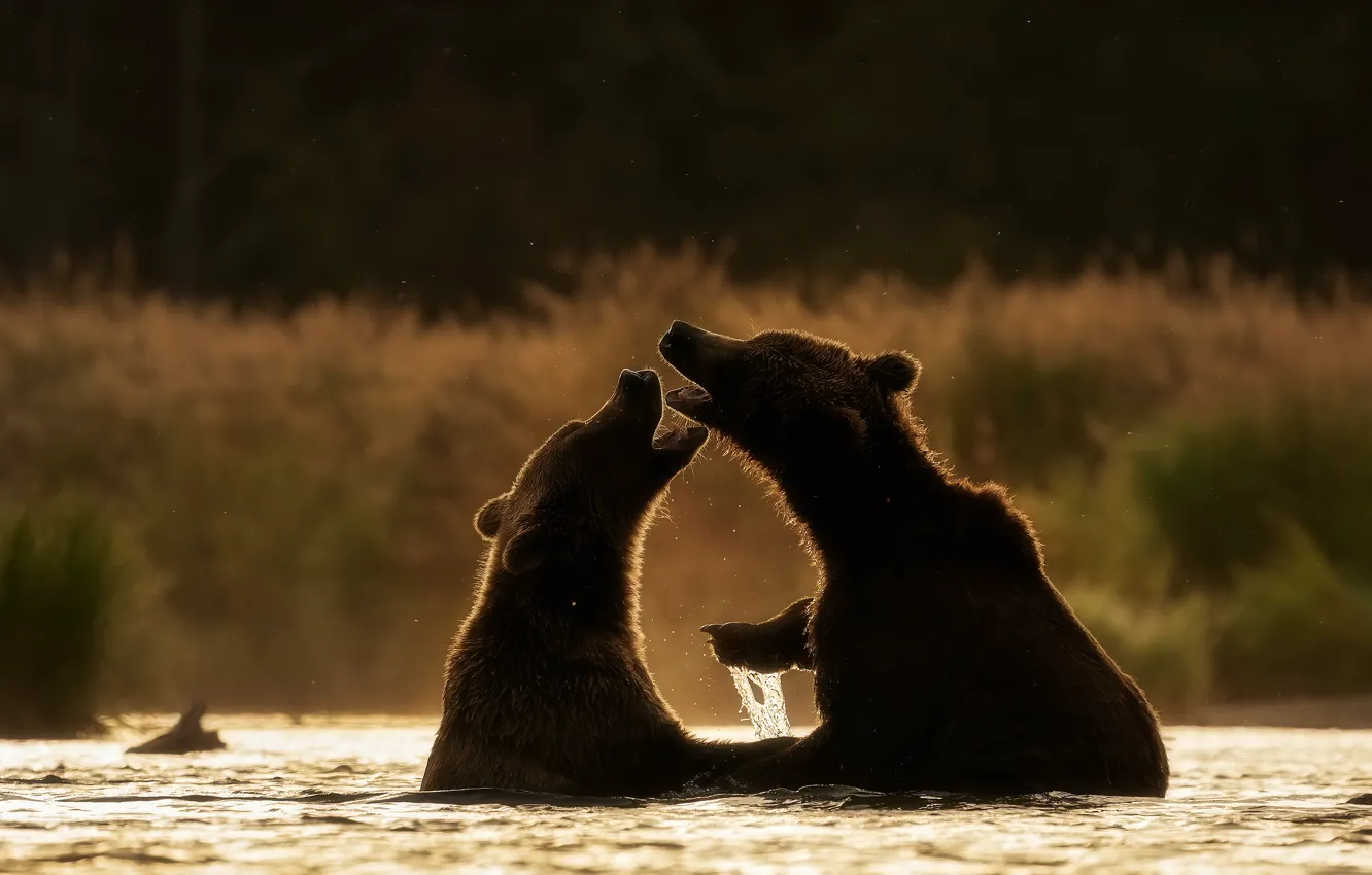Фото обои медведи, купание, пара, силуэты, два, водоем, два медведя
