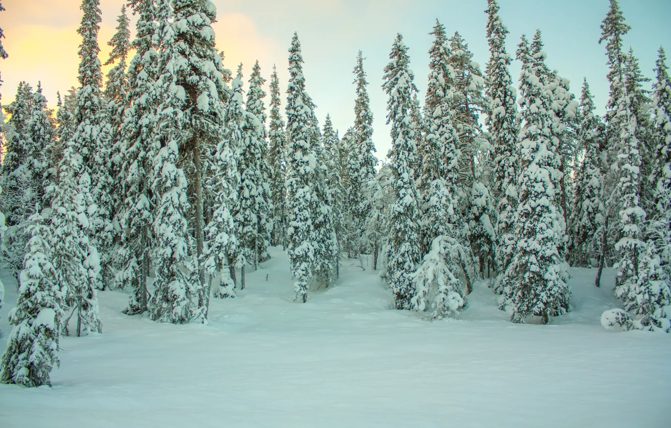 Фото обои зима, лес, снег, деревья, мороз, сосны, forest, Nature
