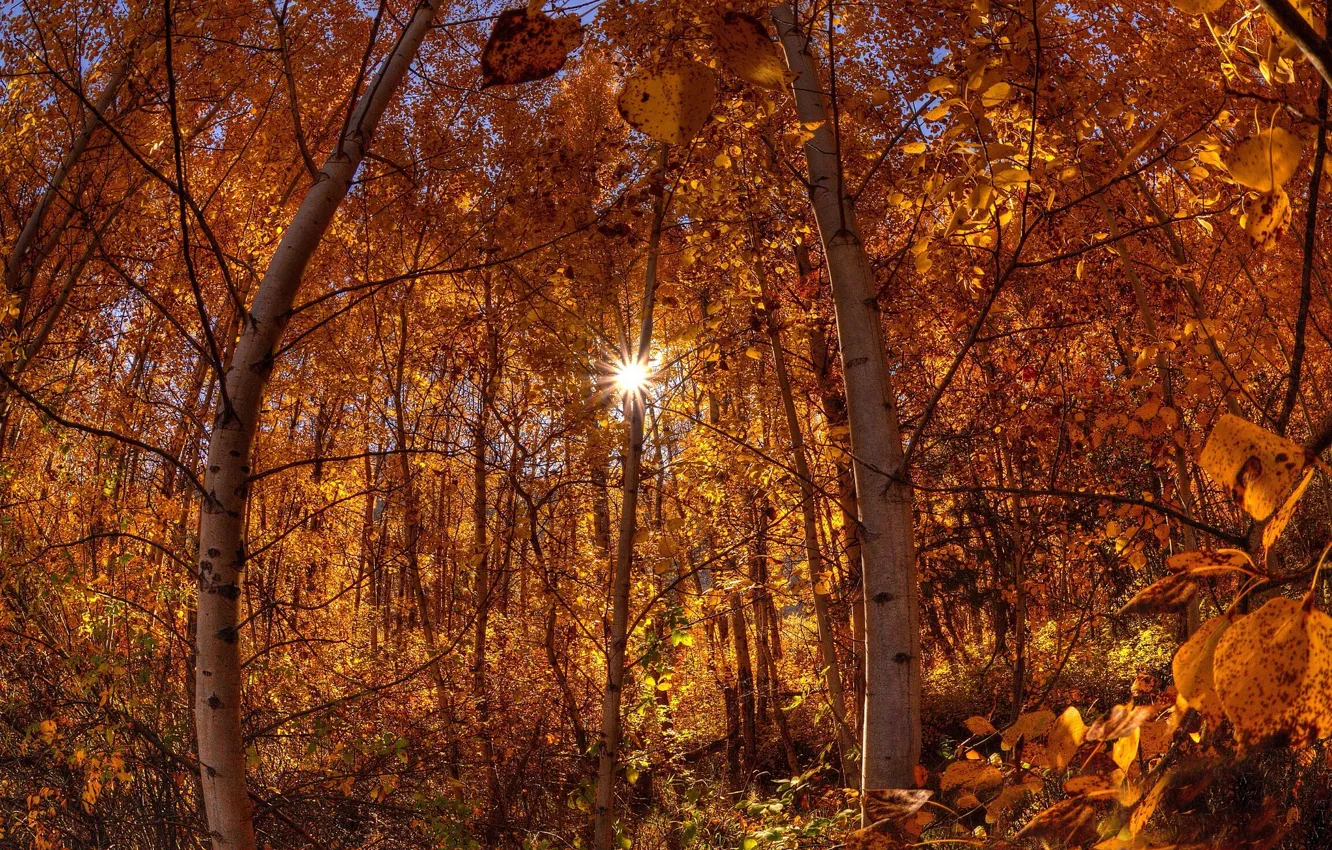 Фото обои осень, лес, солнце, лучи